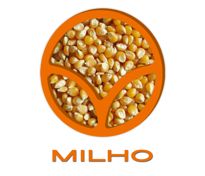 Semente-de-Milho-2-San-Rafael-Sementes-e-Cereais